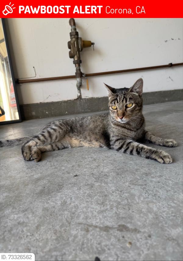 Lost Male Cat last seen Near Camp Rock St, Corona, CA 92880, Corona, CA 92880