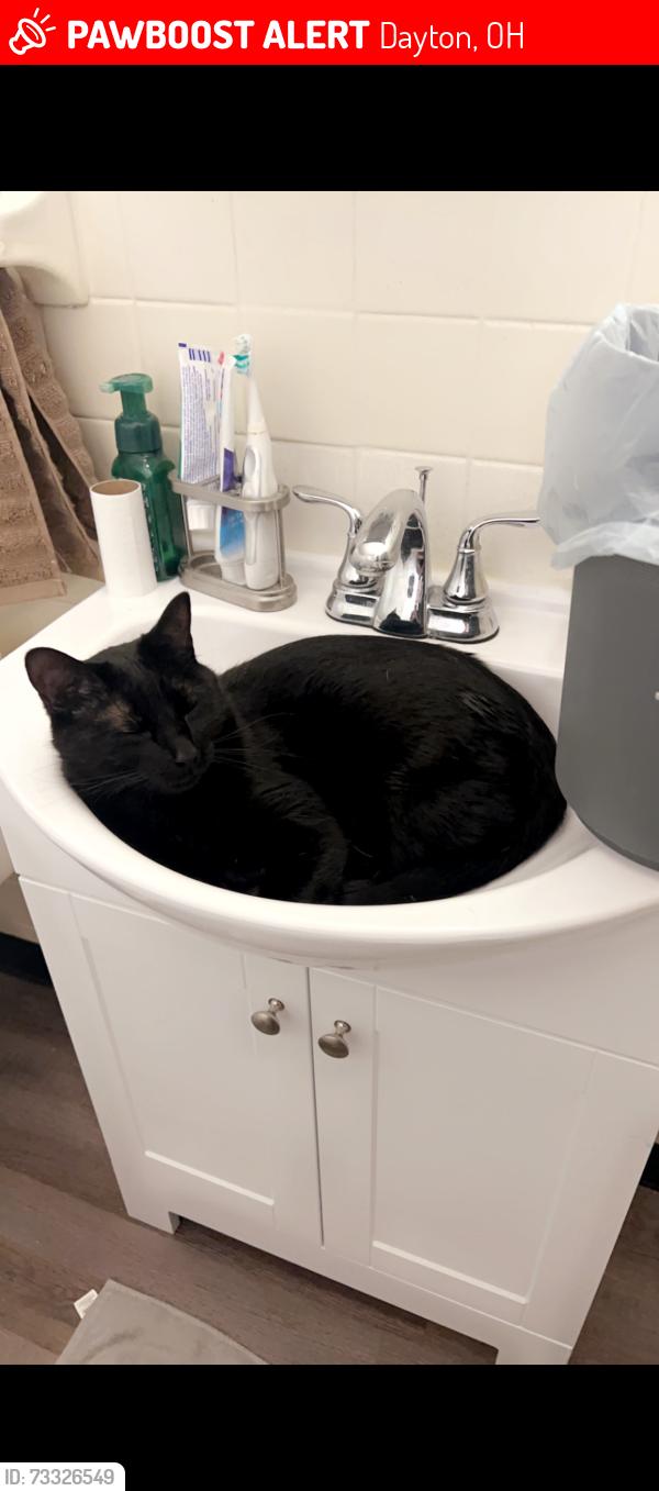 Lost Male Cat last seen Klepinger Rd, Dayton, OH 45416