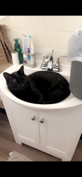 Lost Male Cat last seen Klepinger Rd, Dayton, OH 45416