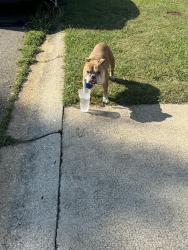 Reunited Male Dog last seen Hill Place (Near The Bethel Elementary Area), Mauldin, SC 29681