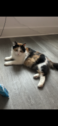 Lost Female Cat last seen Best western plus Columbia inn, Columbia, MO 65202