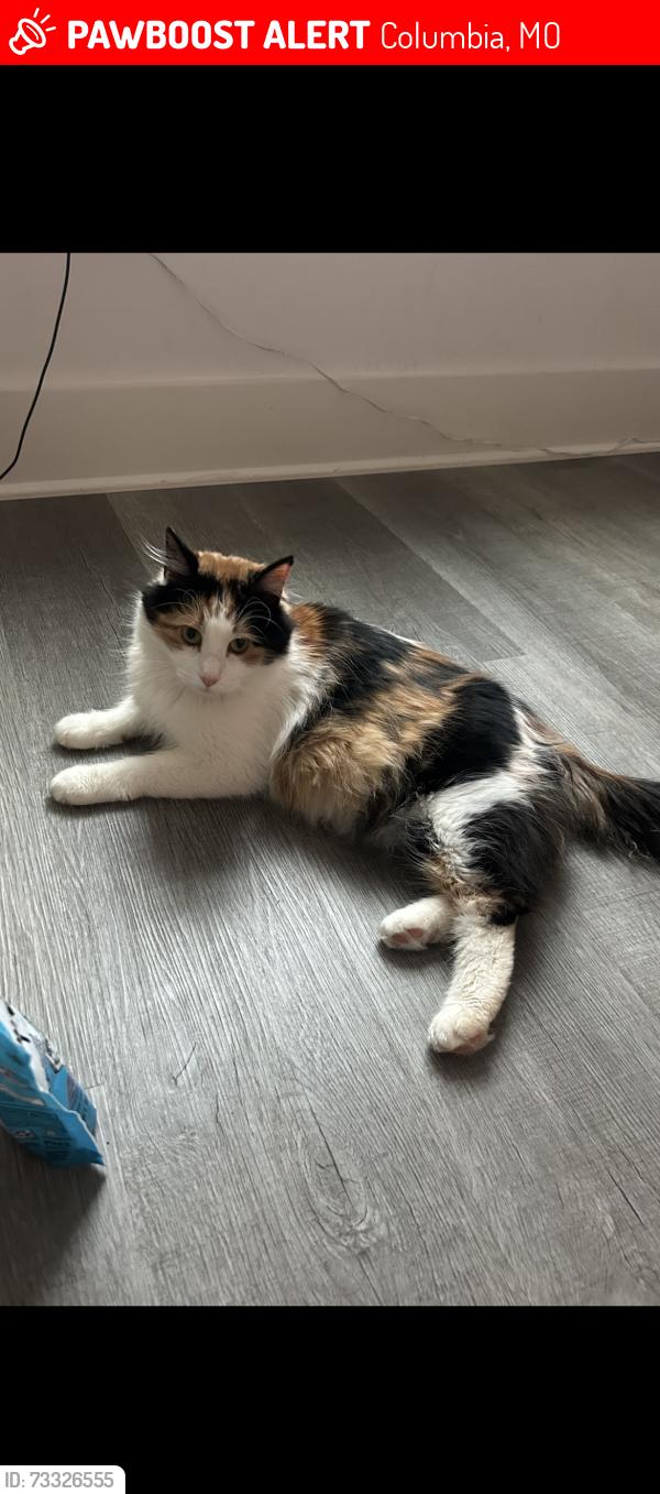 Lost Female Cat last seen Best western plus Columbia inn, Columbia, MO 65202