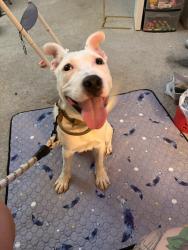 Found/Stray Male Dog last seen Shanendoah, Shavano Park, TX 78230