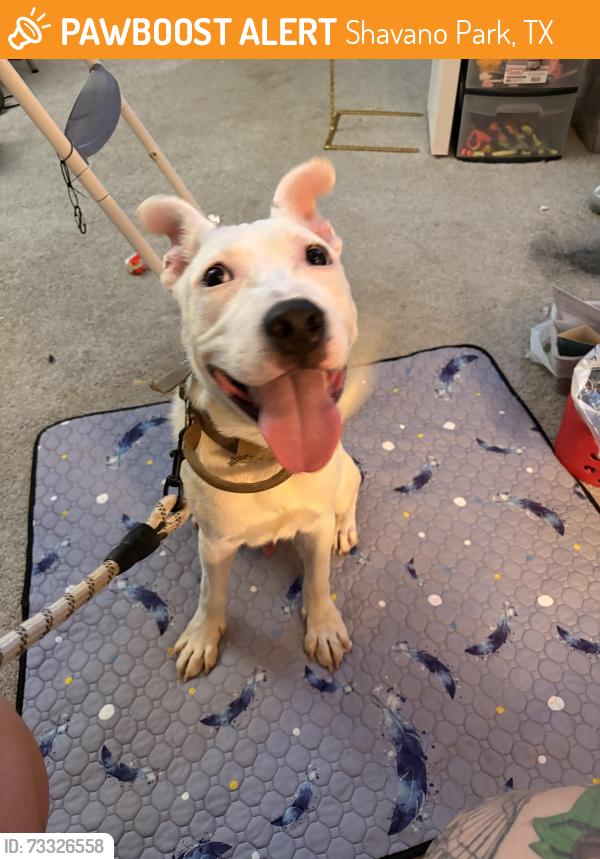 Found/Stray Male Dog last seen Shanendoah, Shavano Park, TX 78230