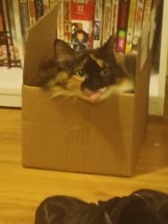 Lost Female Cat last seen Near Nelson St s.w. Hartselle Al, Hartselle, AL 35640