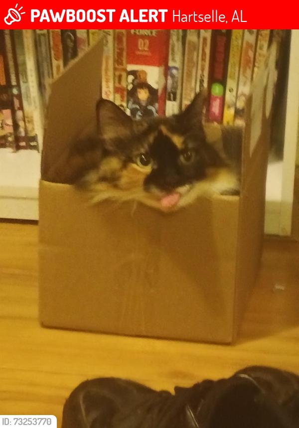 Lost Female Cat last seen Near Nelson St s.w. Hartselle Al, Hartselle, AL 35640