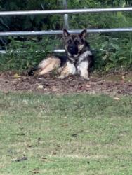 Found/Stray Unknown Dog last seen Toll Dugger Road and Campbellsville Pike, Columbia, TN 38401