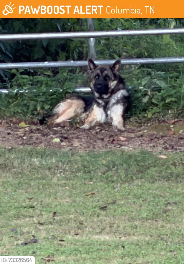 Found/Stray Unknown Dog last seen Toll Dugger Road and Campbellsville Pike, Columbia, TN 38401