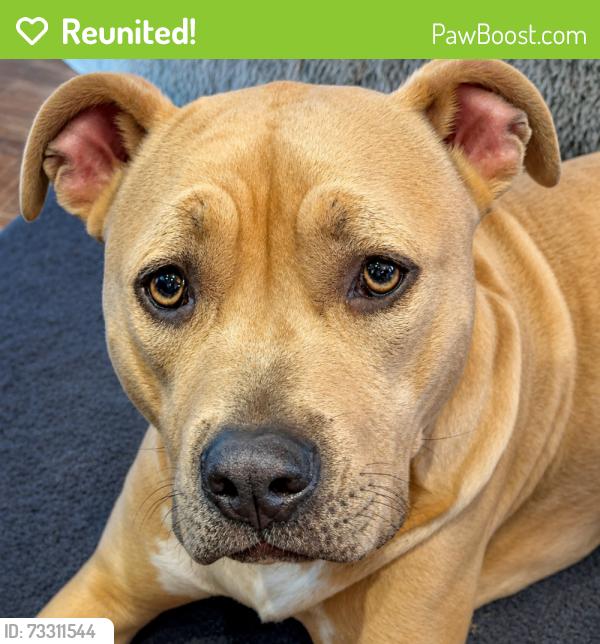 Reunited Female Dog last seen Streamway Park near Prairie Star Parkway and Ridgeview in Lenexa, KS, Lenexa, KS 66220