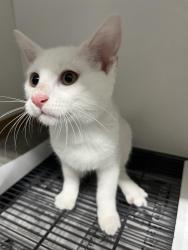 Found/Stray Unknown Cat last seen Port St. Lucie, Port St. Lucie, FL 34986