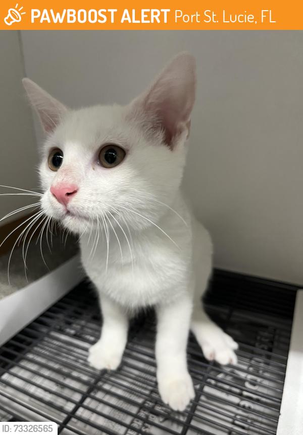 Found/Stray Unknown Cat last seen Port St. Lucie, Port St. Lucie, FL 34986