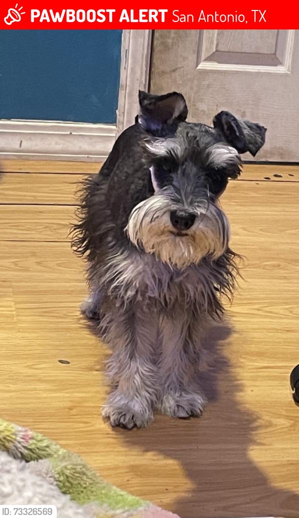 Lost Male Dog last seen Heritage , marbach and 410’, San Antonio, TX 78245