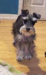 Lost Male Dog last seen Heritage , marbach and 410’, San Antonio, TX 78245