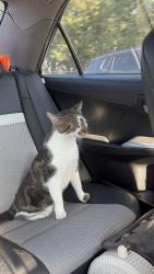 Reunited Male Cat last seen Near Quiet Brook Ln, Richmond, TX 77406, USA, Richmond, TX 77406