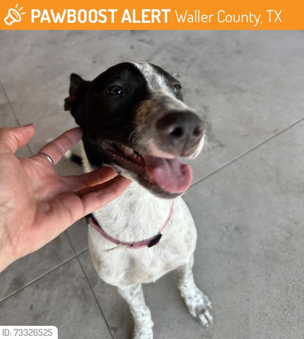 Found/Stray Male Dog last seen Rice Road and FM 1488, Waller County, TX 77447