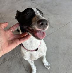 Found/Stray Male Dog last seen Rice Road and FM 1488, Waller County, TX 77447