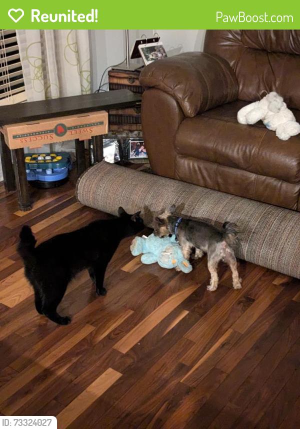 Reunited Male Cat last seen Near Cimarron meadows crescent, Okotoks, AB T1S 1T1