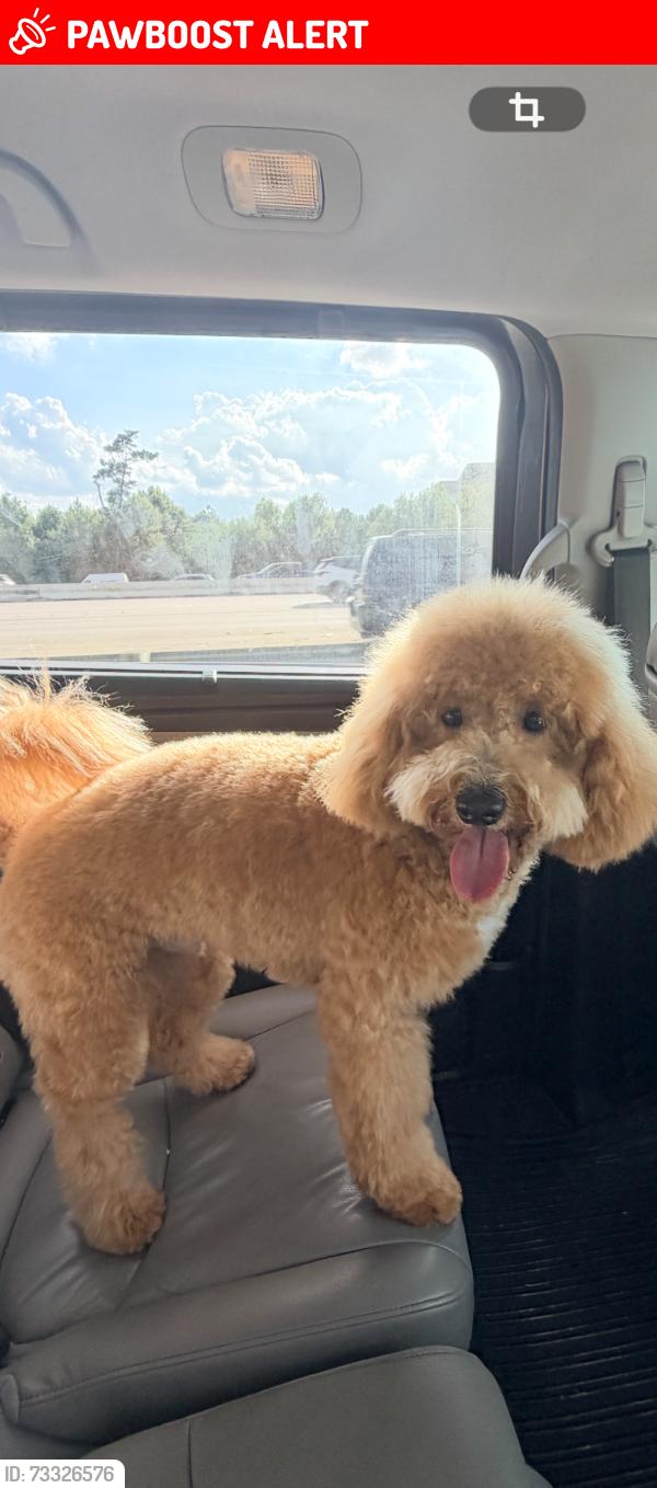 Lost Male Dog last seen Firetower, Montgomery County, TX 77306
