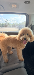 Lost Male Dog last seen Firetower, Montgomery County, TX 77306