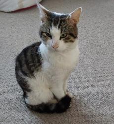 Lost Male Cat last seen Worple avenue, Isleworth, Greater London, England 
