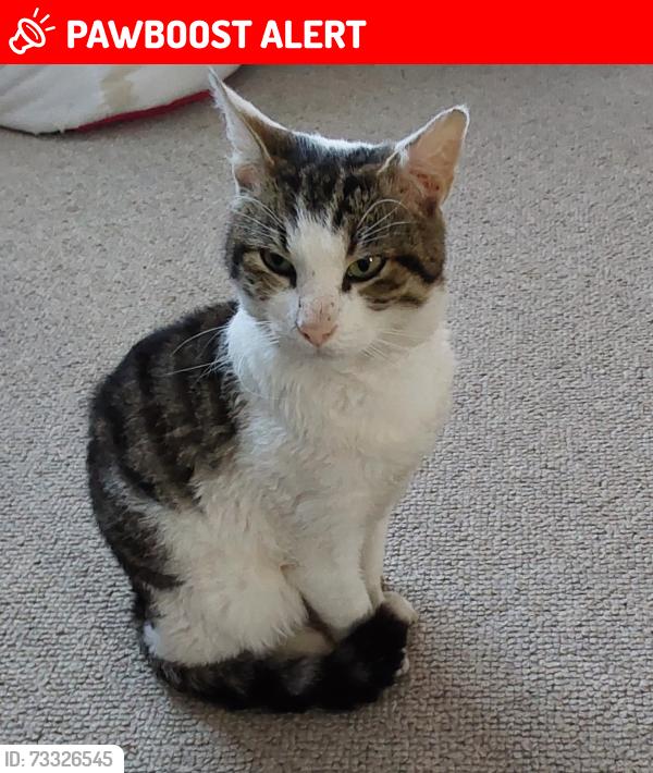 Lost Male Cat last seen Worple avenue, Isleworth, Greater London, England 