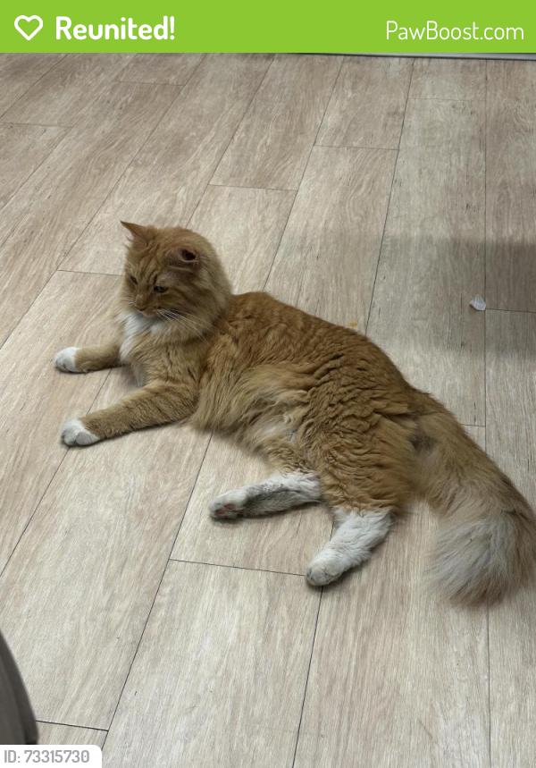 Reunited Unknown Cat last seen Near s lake park, Chicago, IL 60653