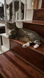 Reunited Female Cat last seen Near Quiet Brook Ln, Richmond, TX 77406, USA, Richmond, TX 77406