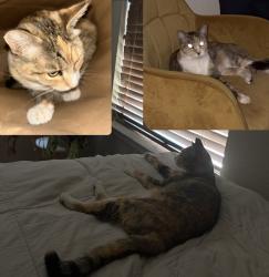 Lost Female Cat last seen Pleasant Hills Drive 79921, El Paso, TX 79924