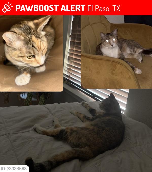 Lost Female Cat last seen Pleasant Hills Drive 79921, El Paso, TX 79924