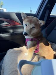 Reunited Female Dog last seen Burberry and Banfield, Sacramento, CA 95835