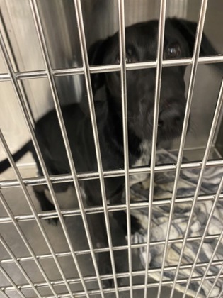Shelter Stray Male Dog last seen Simmons/Hazel, New Bern City Limits, NC, 1639 Old Airport Rd, New Bern, NC 28562, USA