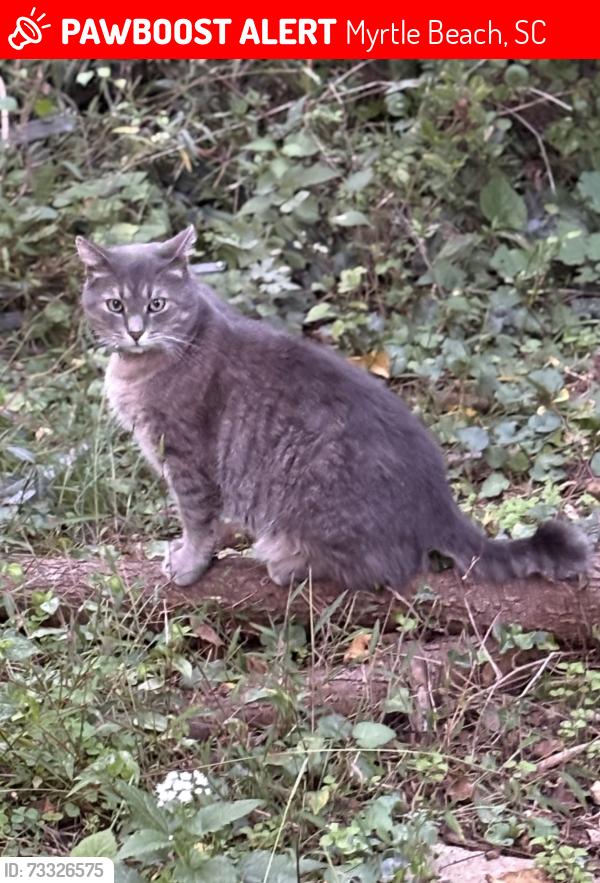 Lost Male Cat last seen Laconic Drive & Bucolic Loop, Myrtle Beach, SC 29588