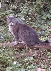 Lost Male Cat last seen Laconic Drive & Bucolic Loop, Myrtle Beach, SC 29588