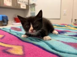 Shelter Stray Female Cat last seen 43rd & Pittman Rd, KCMO, 64133, 64133, MO, 7077 Elmwood Ave, Kansas City, MO 64132, USA
