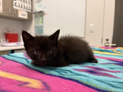 Shelter Stray Male Cat last seen 43rd & Pittman Rd, KCMO, 64133, 64133, MO, 7077 Elmwood Ave, Kansas City, MO 64132, USA