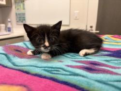 Shelter Stray Female Cat last seen 43rd & Pittman Rd, KCMO, 64133, 64133, MO, 7077 Elmwood Ave, Kansas City, MO 64132, USA