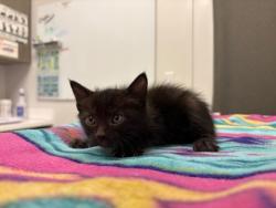 Shelter Stray Male Cat last seen 43rd & Pittman Rd, KCMO, 64133, 64133, MO, 7077 Elmwood Ave, Kansas City, MO 64132, USA