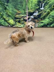 Shelter Stray Male Dog last seen Three and Twenty Rd. 29642, Anderson County, SC, 1320 US-29, Anderson, SC 29626, USA