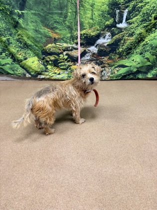 Shelter Stray Male Dog last seen Three and Twenty Rd. 29642, Anderson County, SC, 1320 US-29, Anderson, SC 29626, USA