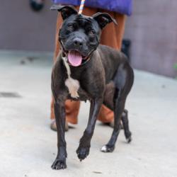 Shelter Stray Female Dog last seen Near Covington Highway Decatur, 30035,, 30035, GA, 3280 Chamblee Dunwoody Rd, Chamblee, GA 30341, USA