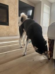 Reunited Male Dog last seen North commerce, North Las Vegas, NV 89032