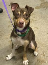 Shelter Stray Male Dog last seen W 73 & CLARK, 2nd District, OH, 9203 Detroit Ave, Cleveland, OH 44102, USA