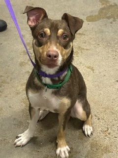 Shelter Stray Male Dog last seen W 73 & CLARK, 2nd District, OH, 9203 Detroit Ave, Cleveland, OH 44102, USA