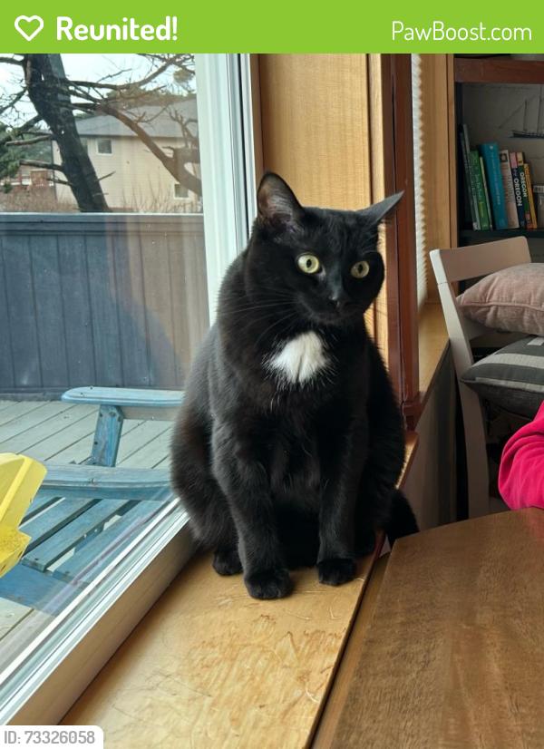 Reunited Female Cat last seen Brosterhous Road & Murphy Road, Bend, OR 97702