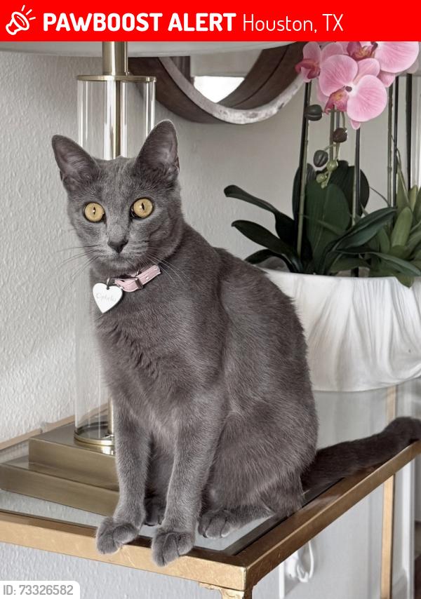 Lost Female Cat last seen Indian Hawthorn Dr, Houston, TX 77094