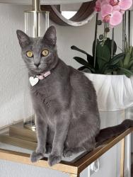 Lost Female Cat last seen Indian Hawthorn Dr, Houston, TX 77094