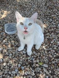 Found/Stray Female Cat last seen 39th ave and greenway rd, Phoenix, AZ 85053