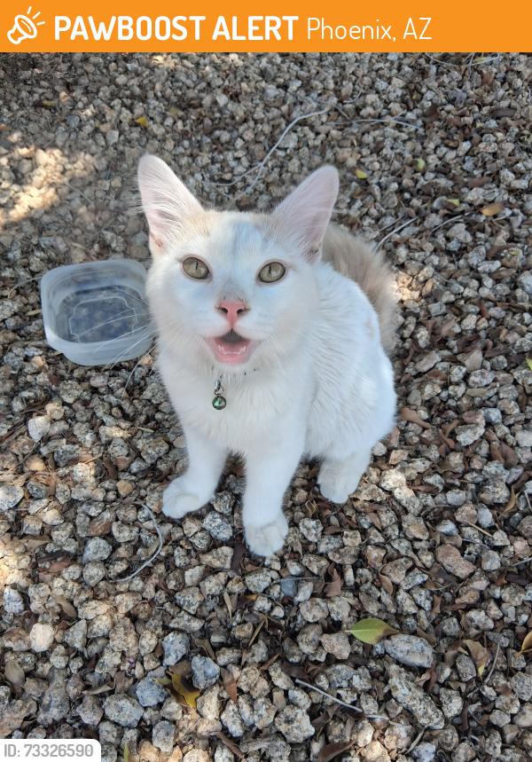 Found/Stray Female Cat last seen 39th ave and greenway rd, Phoenix, AZ 85053