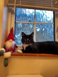 Lost Male Cat last seen Bricket wood train station, Bricket Wood, England AL2 3LN