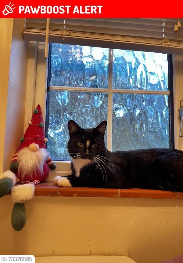 Lost Male Cat last seen Bricket wood train station, Bricket Wood, England AL2 3LN